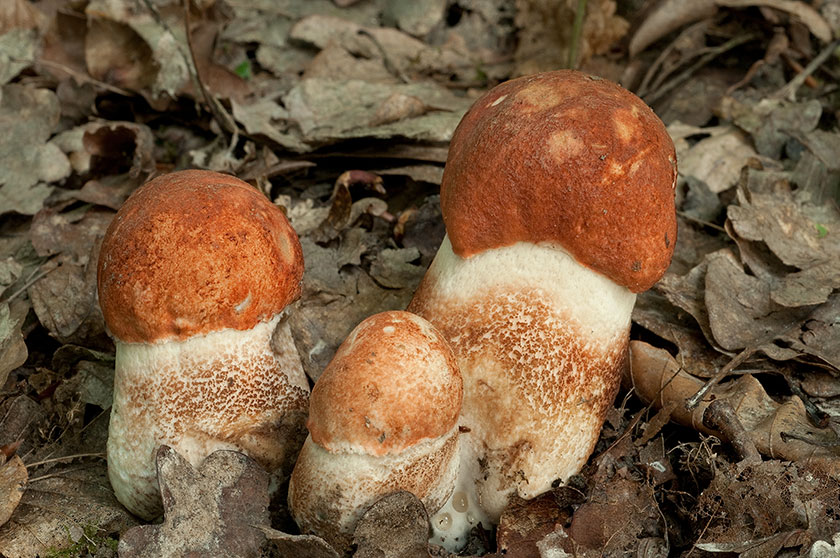 Bolet orangé des chênes