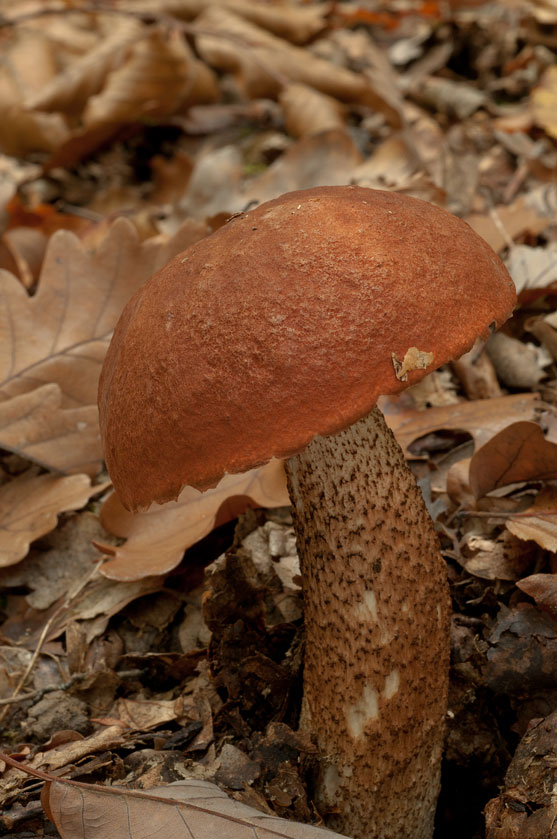 Bolet orangé des chênes