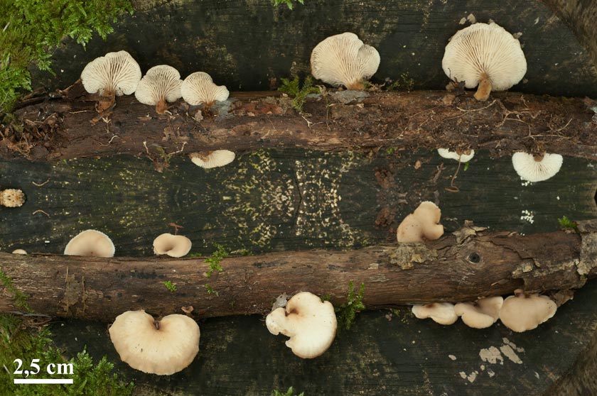 Lentinellus micheneri
