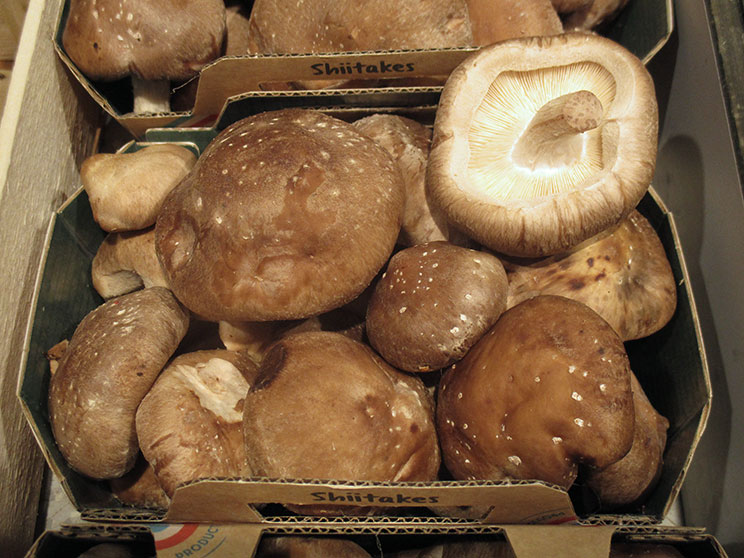Shiitaké, Lentin du chêne, Champignon parfumé des Chinois