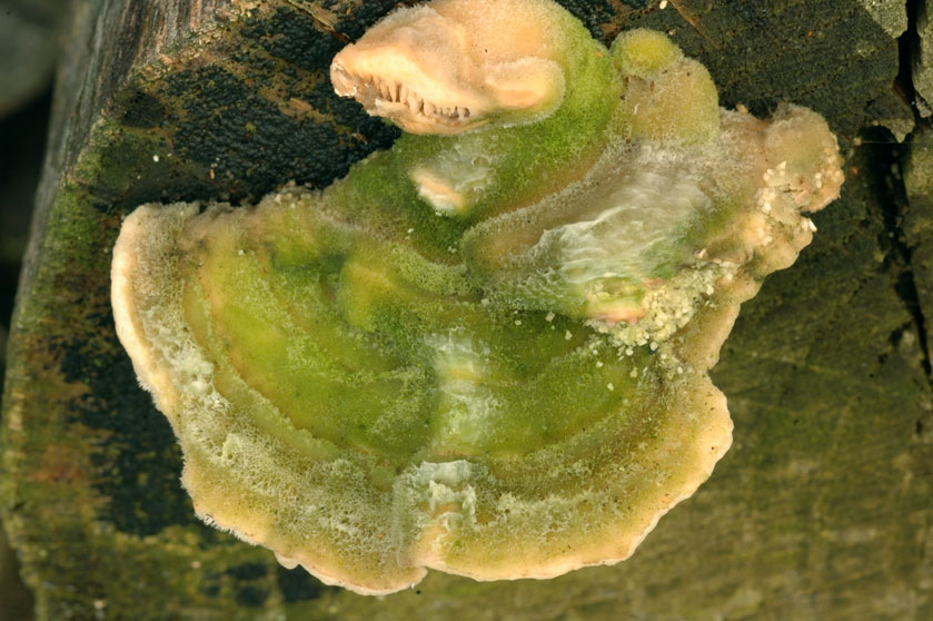 Lenzite du bouleau