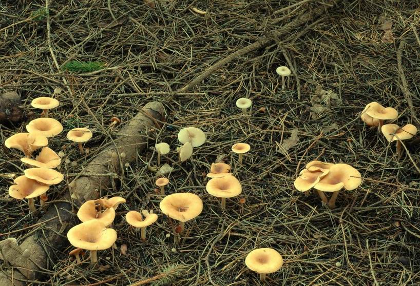 Clitocybe inversé. Sous résineux. Vue d'ensemble. On aperçoit aussi quelques clitocybes hygrophanes gris clair au centre de la photo, ainsi que de grêles mycènes vers la gauche. Vue prise le 24 octobre 2004