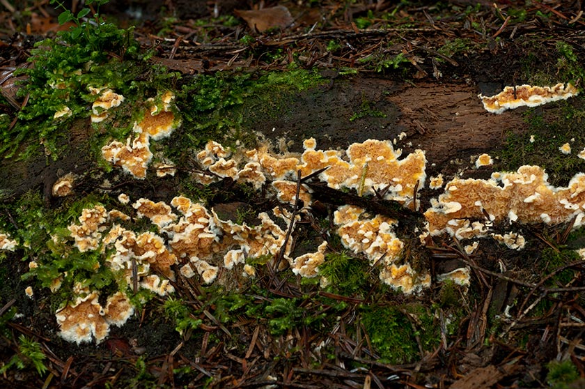 Leucogyrophana mollusca
