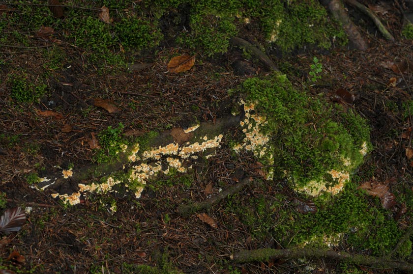 Leucogyrophana mollusca