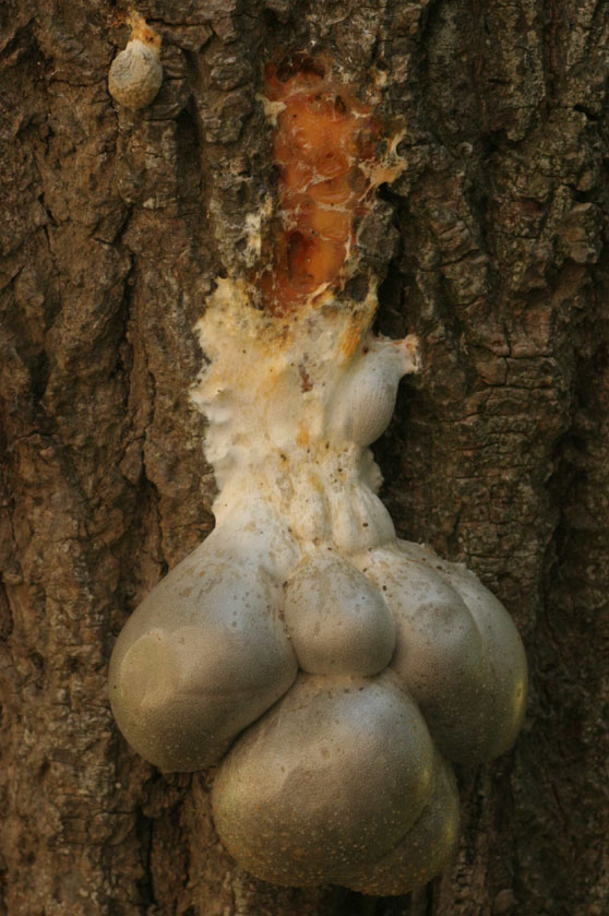 Lycogala flavofuscum