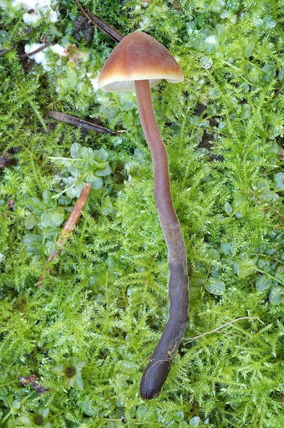 Collybie à odeur de concombre, Naucorie à odeur de mastic