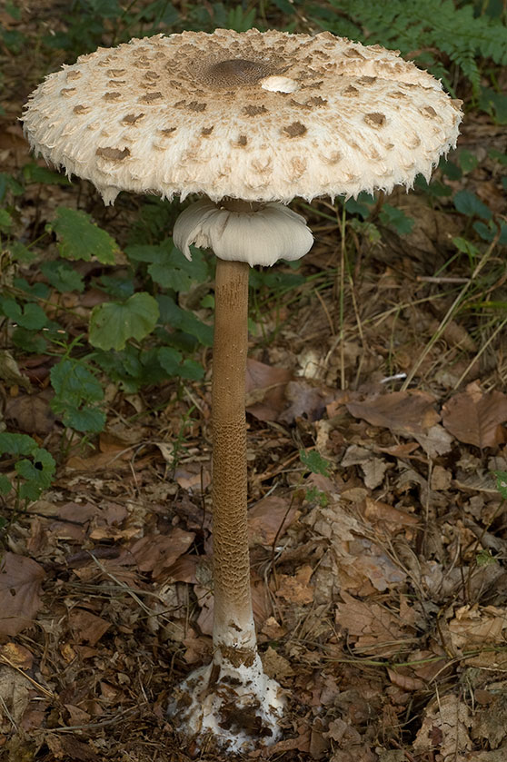 Lépiote élevée, Coulemelle
