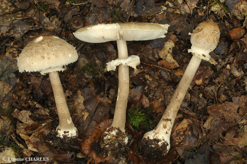 Macrolepiota rhodosperma
