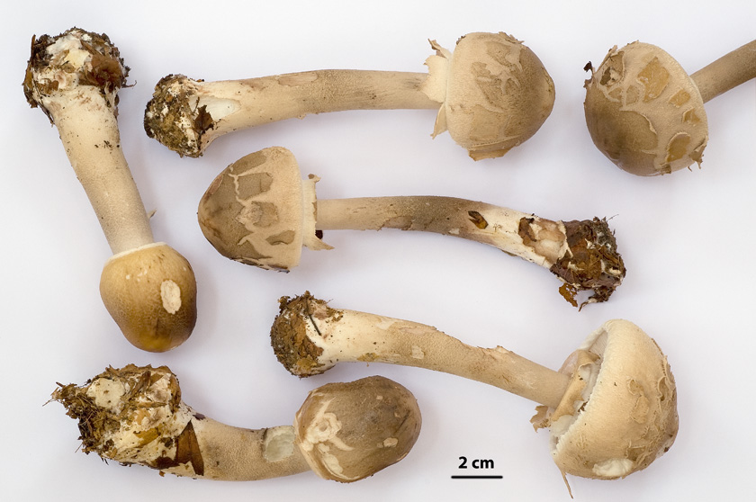 Macrolepiota rhodosperma