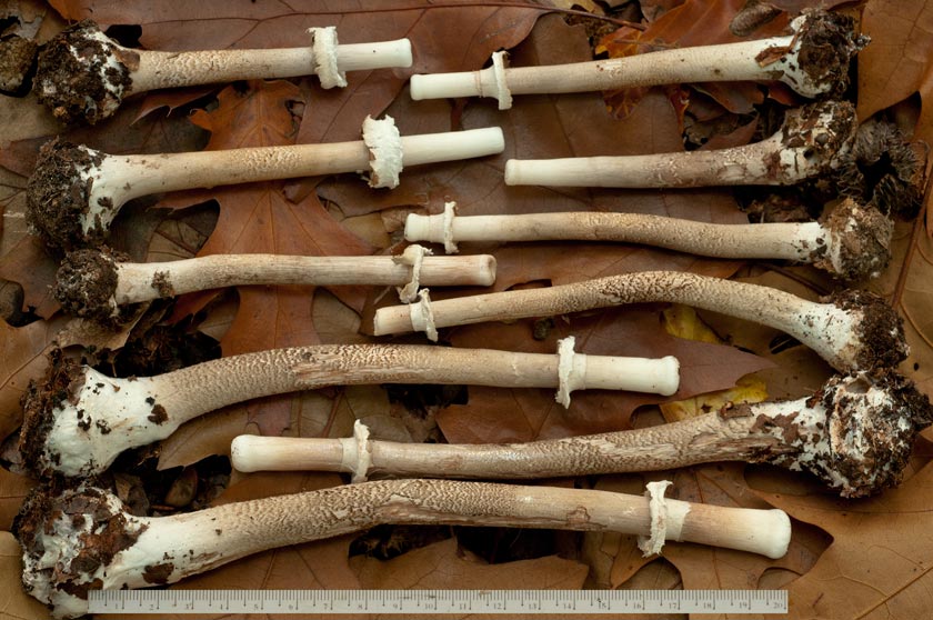 Macrolepiota rhodosperma