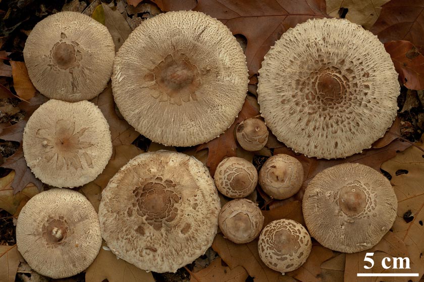 Macrolepiota rhodosperma