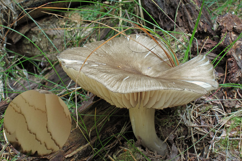 Megacollybia marginata