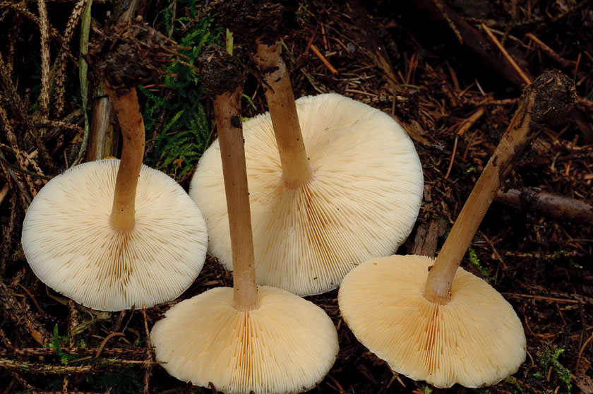 Melanoleuca cognata