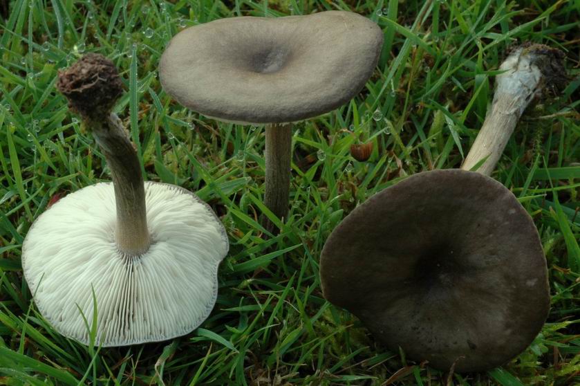 Mélanoleuque vulgaire, Mélanoleuque blanc et noir, Tricholome blanc et noir
