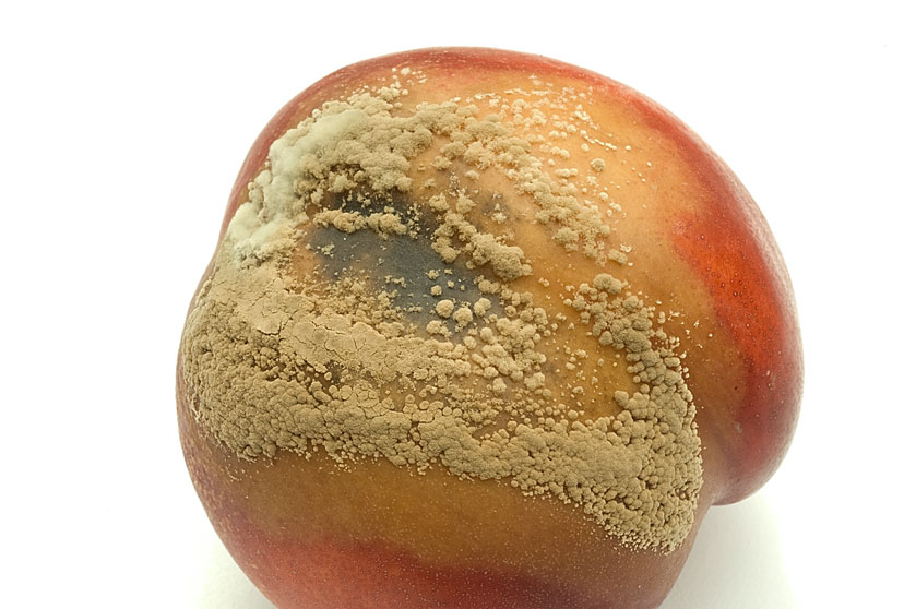 Monilinia fructigena