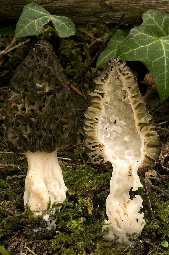 Espèce du groupe des Morilles coniques