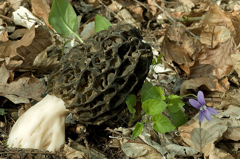 Espèce du groupe des Morilles coniques
