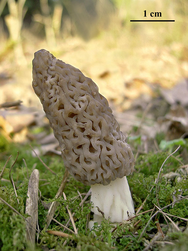 Espèce du groupe des Morilles coniques