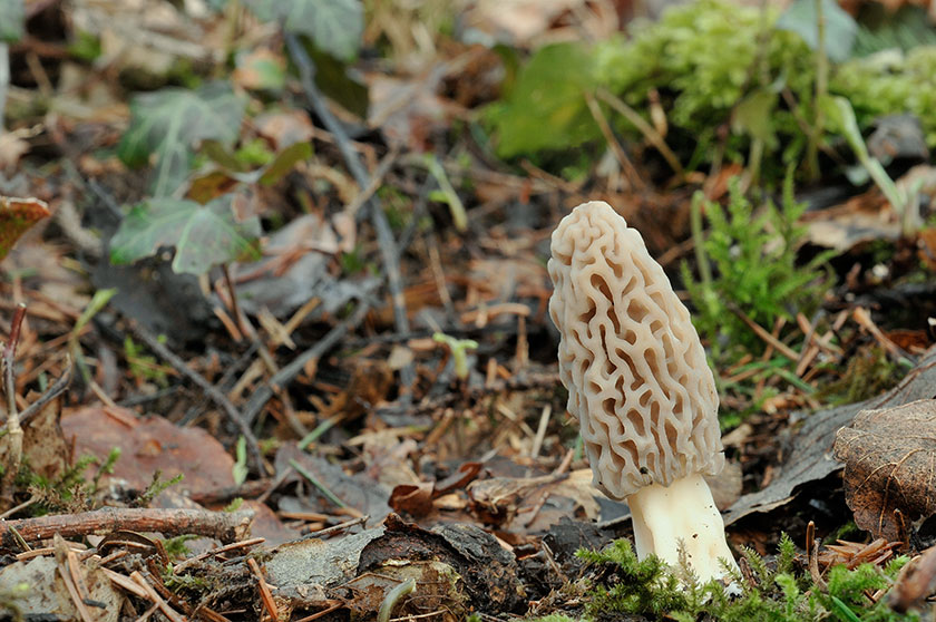 Espèce du groupe des Morilles coniques