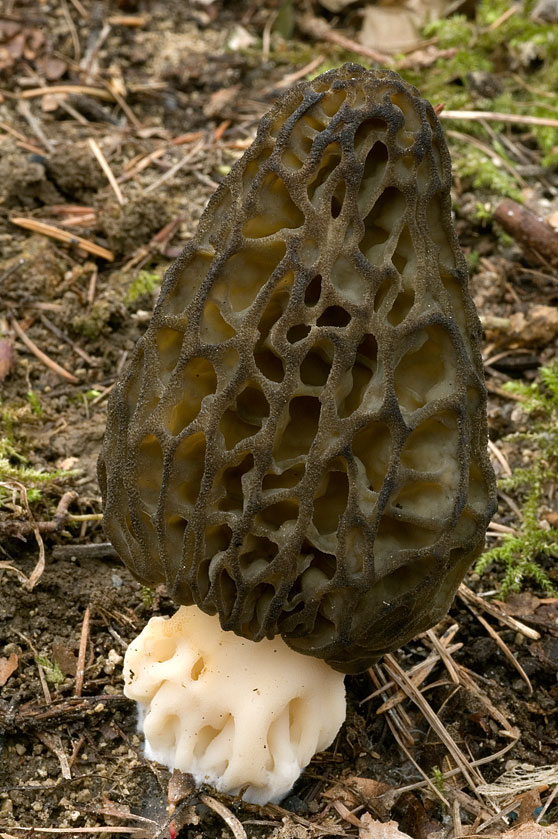 Espèce du groupe des Morilles coniques