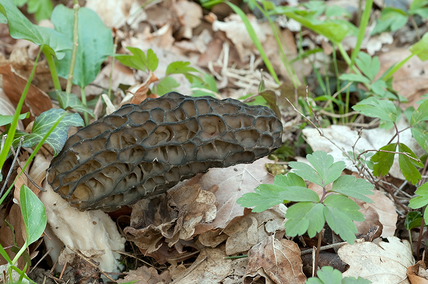 Espèce du groupe des Morilles coniques