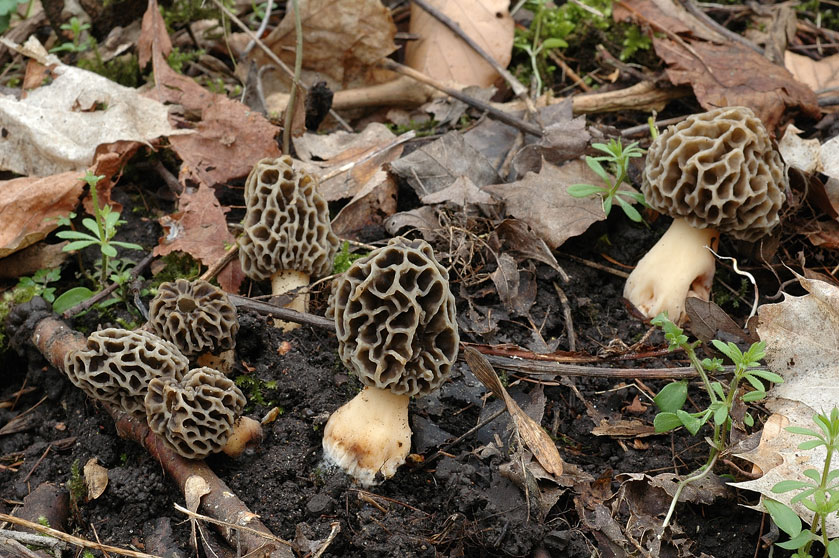 Espèce du groupe des Morilles rondes