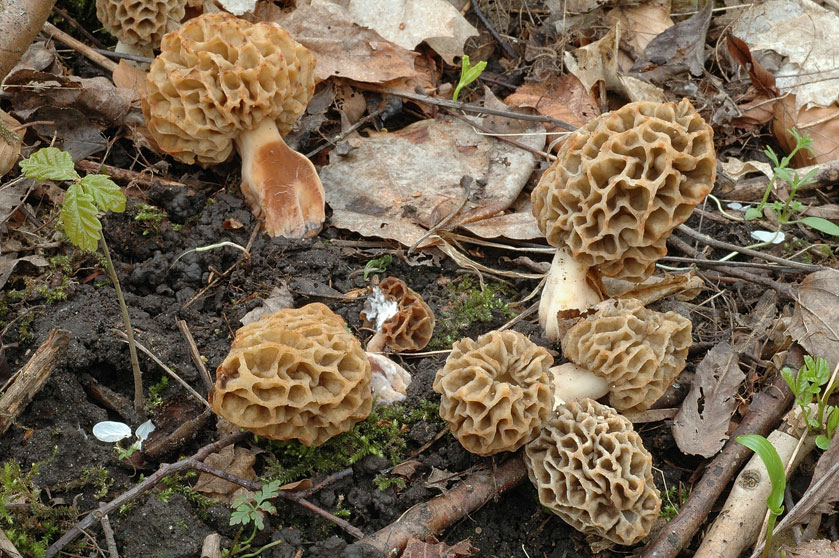Espèce du groupe des Morilles rondes