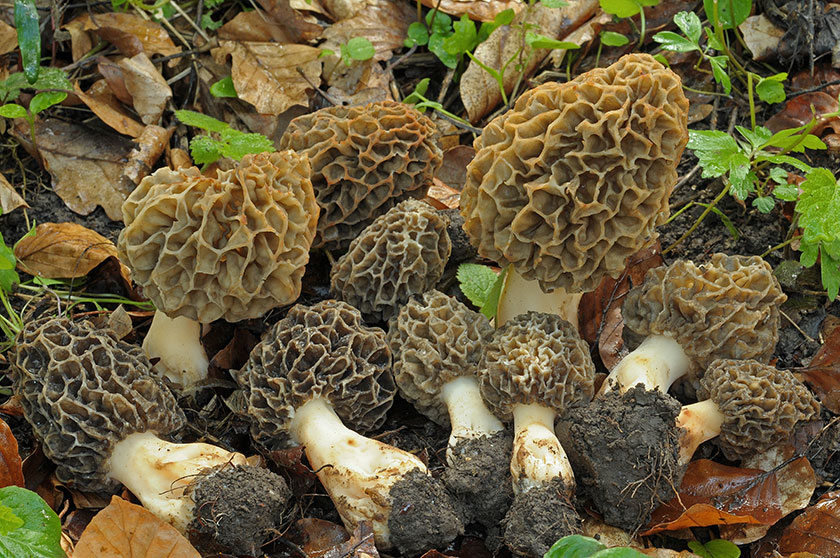 Espèce du groupe des Morilles rondes