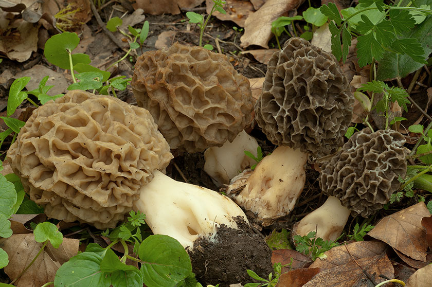 Espèce du groupe des Morilles rondes