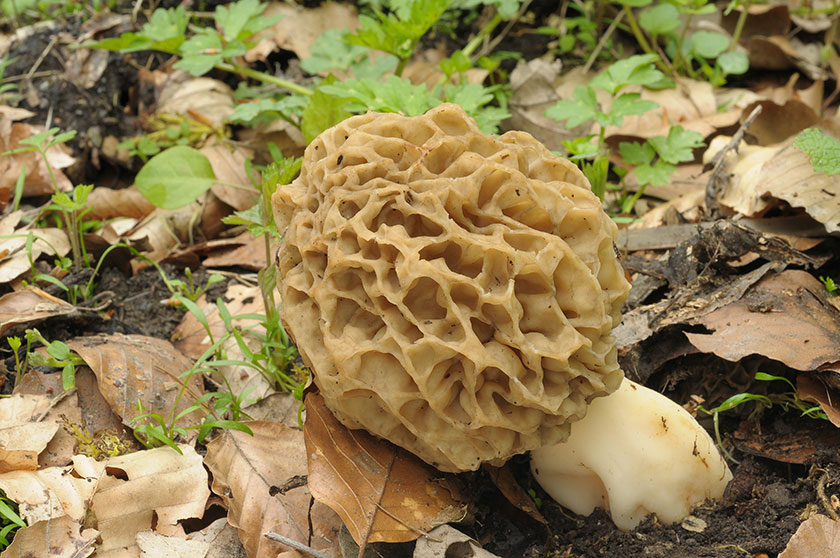 Espèce du groupe des Morilles rondes