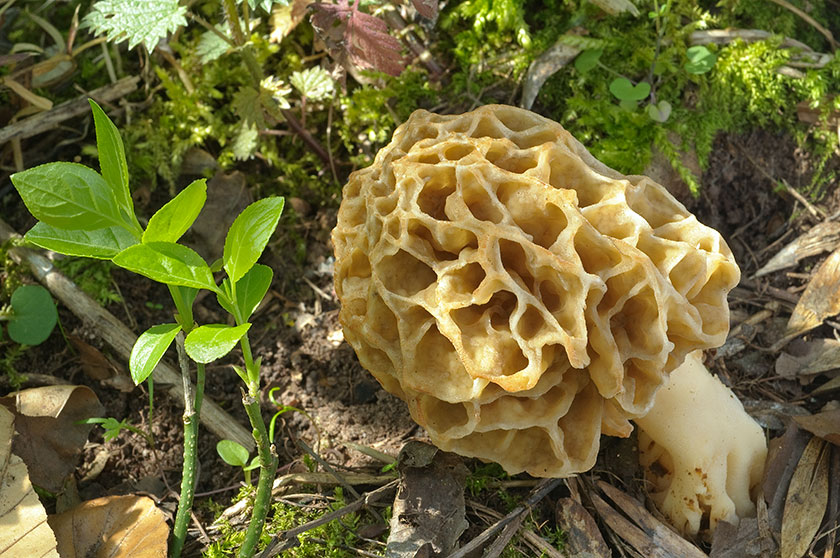 Espèce du groupe des Morilles rondes