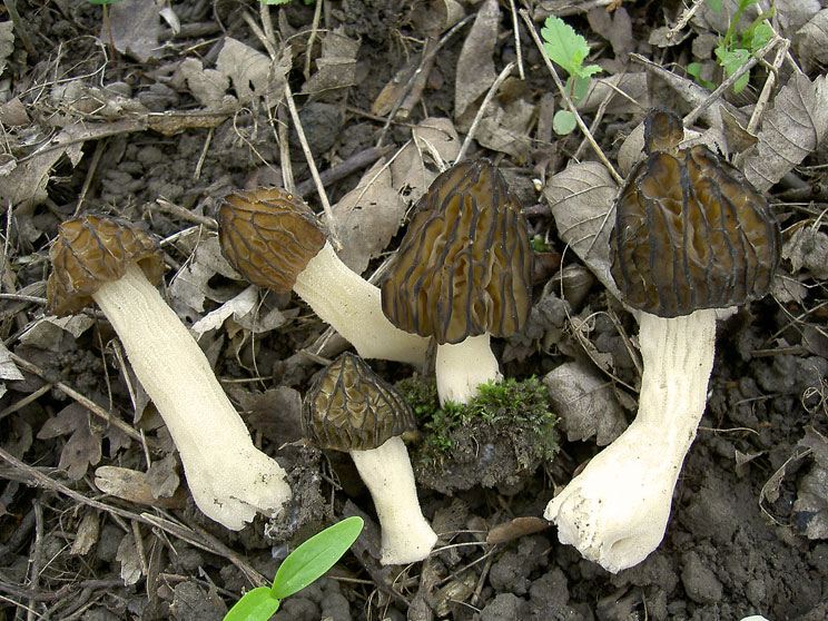 Mitrophore hybride, Morillon