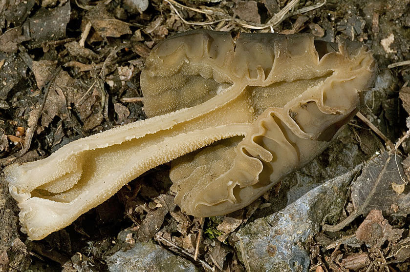 Mitrophore hybride, Morillon