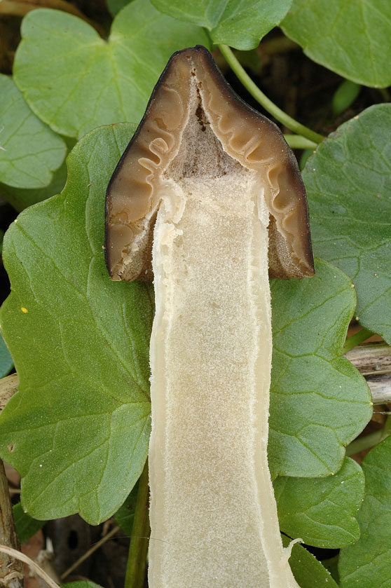 Mitrophore hybride, Morillon