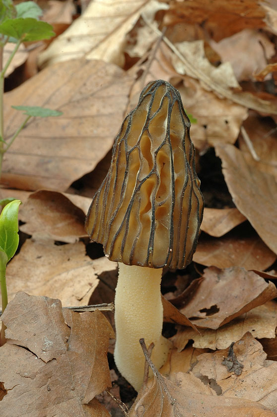Mitrophore hybride, Morillon