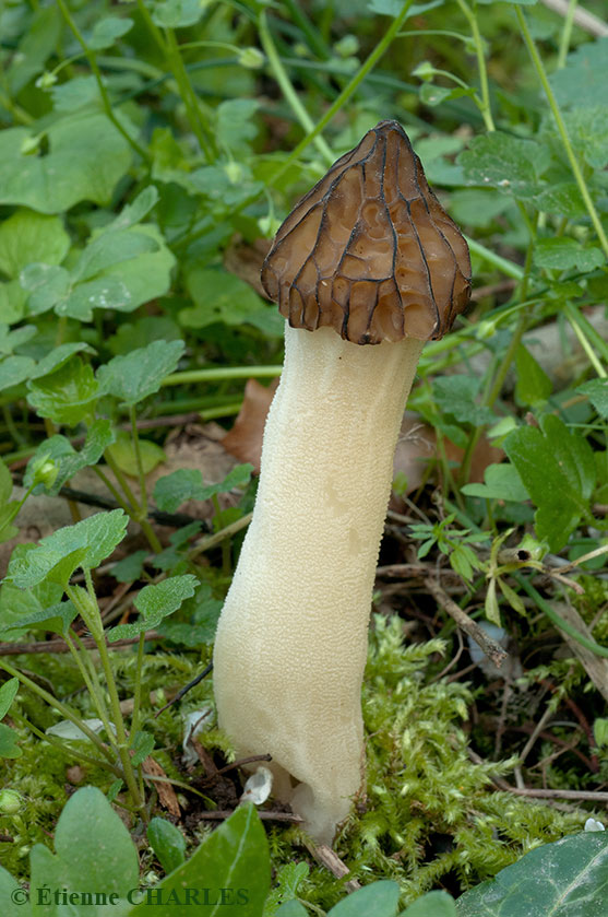 Mitrophore hybride, Morillon