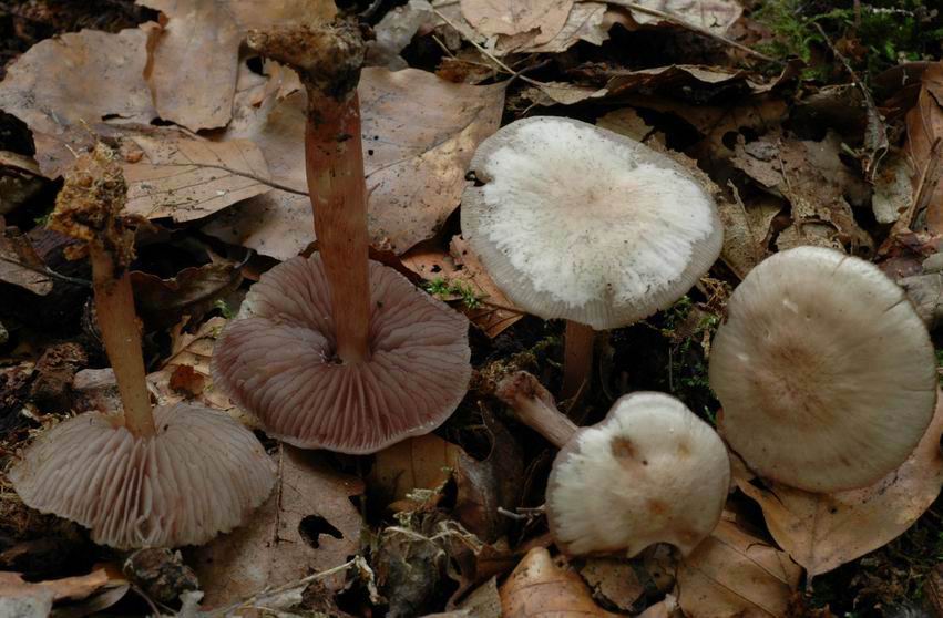 Mycène pélianthine. REMERING-LES-PUTTELANGE (Moselle) le 27 août 2005