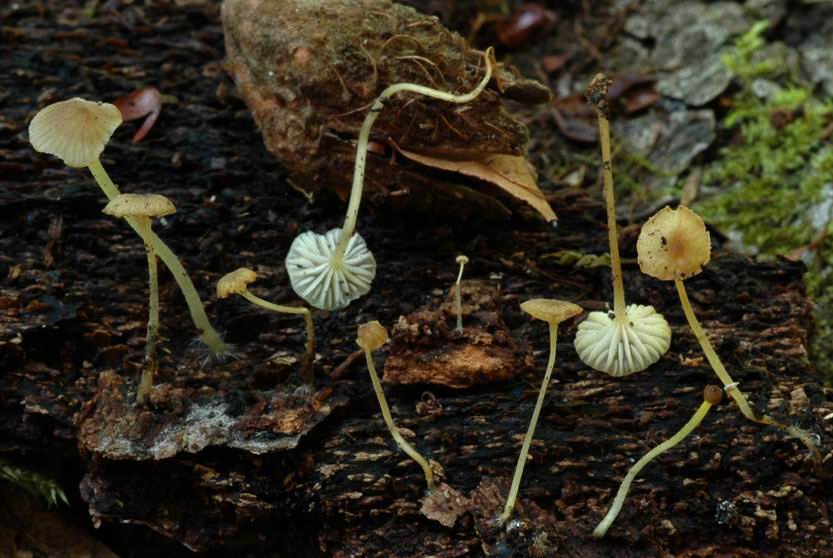 Mycena speirea var. camptophylla. MORSBACH (Moselle) le 28 août 2005 sur face interne d'écorce de hêtre reposant sur les débris de bois pourris et brunis jonchant le sol, débris issus d'un tronc de hêtre tombé