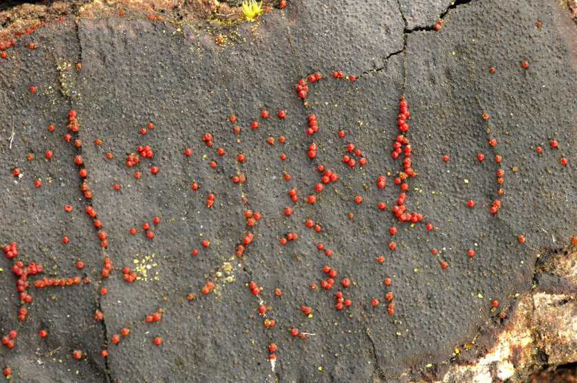 Nectria episphaeria