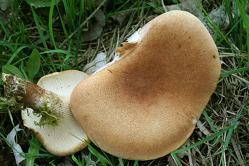 Lentin de Schaeffer