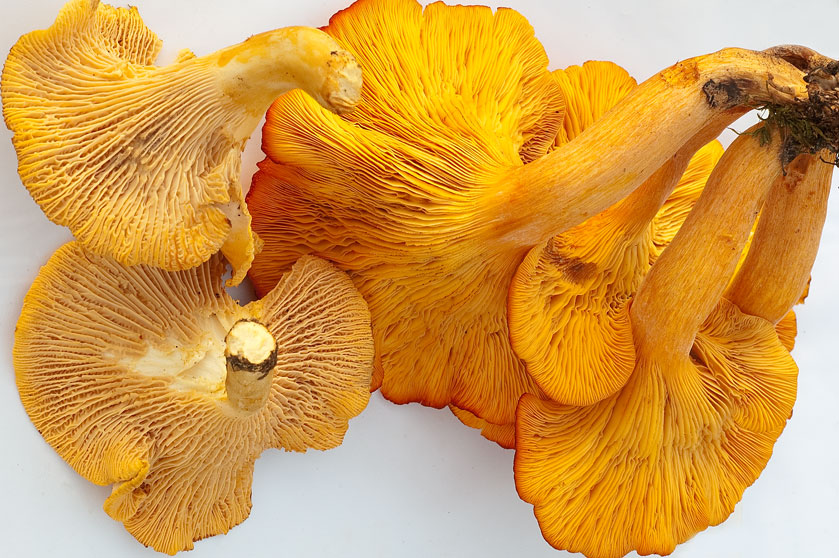 Comparaison entre la Girole pruineuse, à gauche, et le Faux clitocybe lumineux, à droite