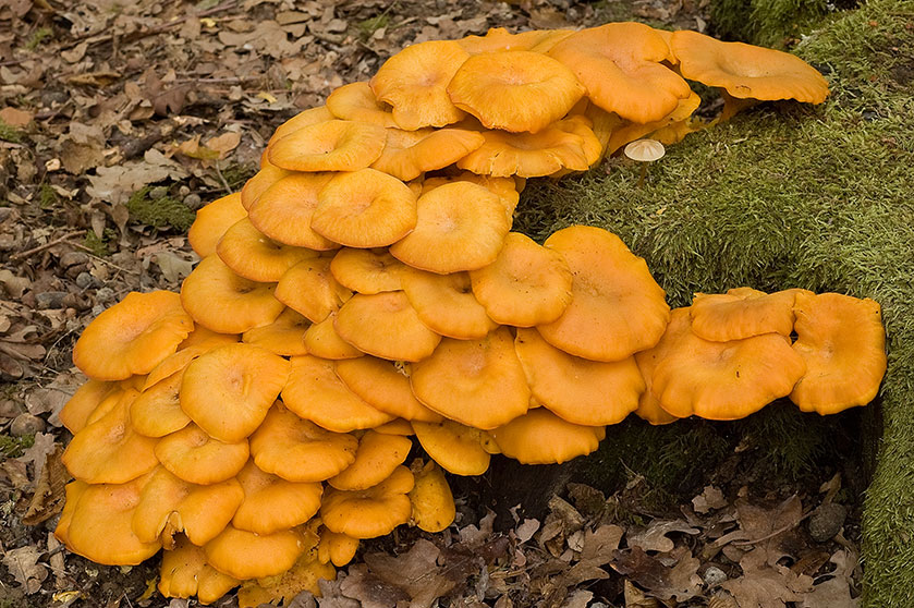 Faux clitocybe lumineux, anciennement Clitocybe illusoire