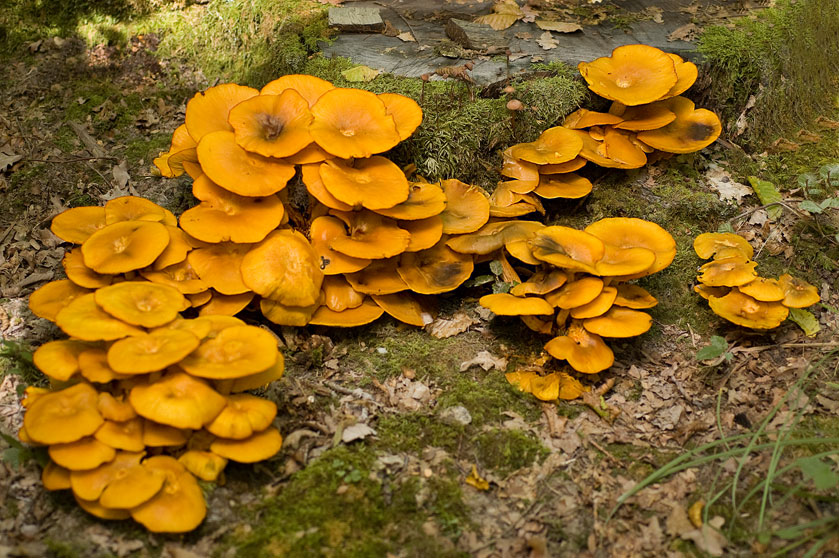 Faux clitocybe lumineux, anciennement Clitocybe illusoire