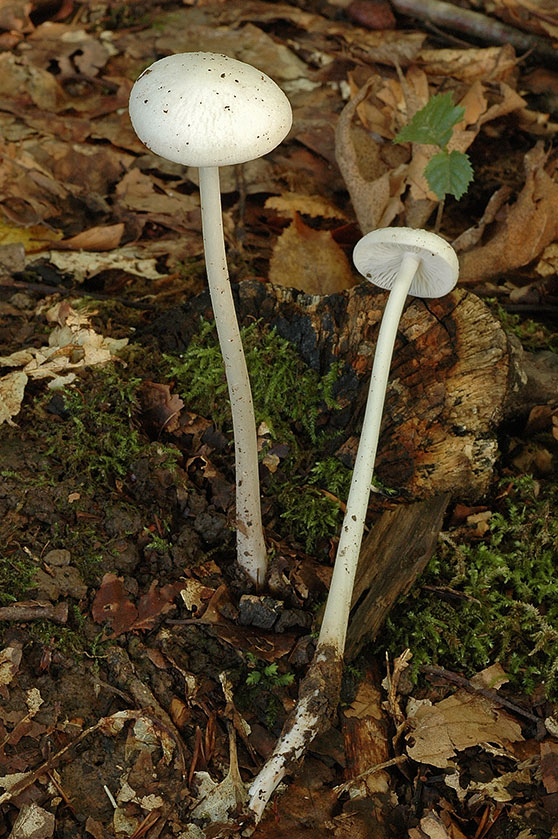 Collybie radicante blanche