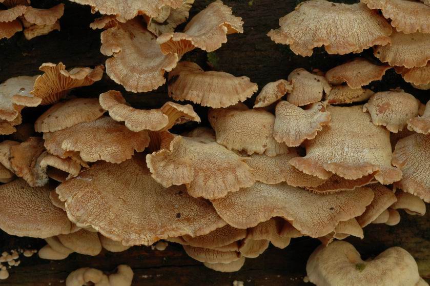 Panelle astringente