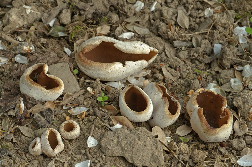Peziza repanda
