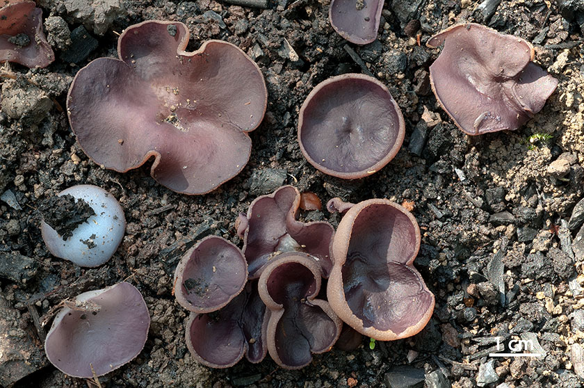 Peziza tenacella