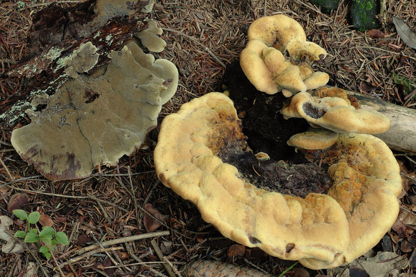 Polypore éponge, Phéole de Schweinitz, Polypore des teinturiers
