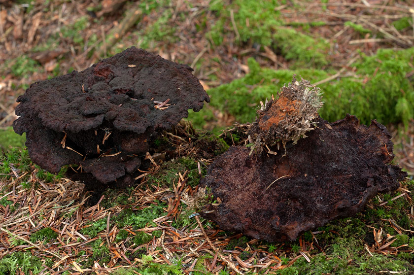 Polypore éponge, Phéole de Schweinitz, Polypore des teinturiers
