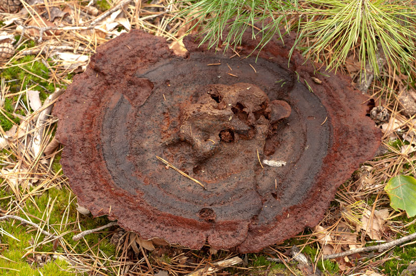 Polypore éponge, Phéole de Schweinitz, Polypore des teinturiers
